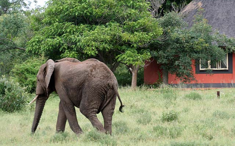 Mohlabetsi Safari Lodge