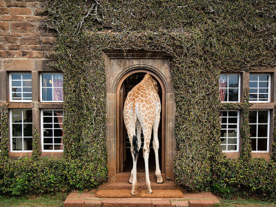 Giraffe Manor