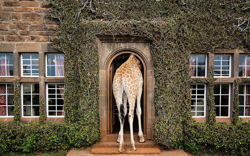 Giraffe Manor