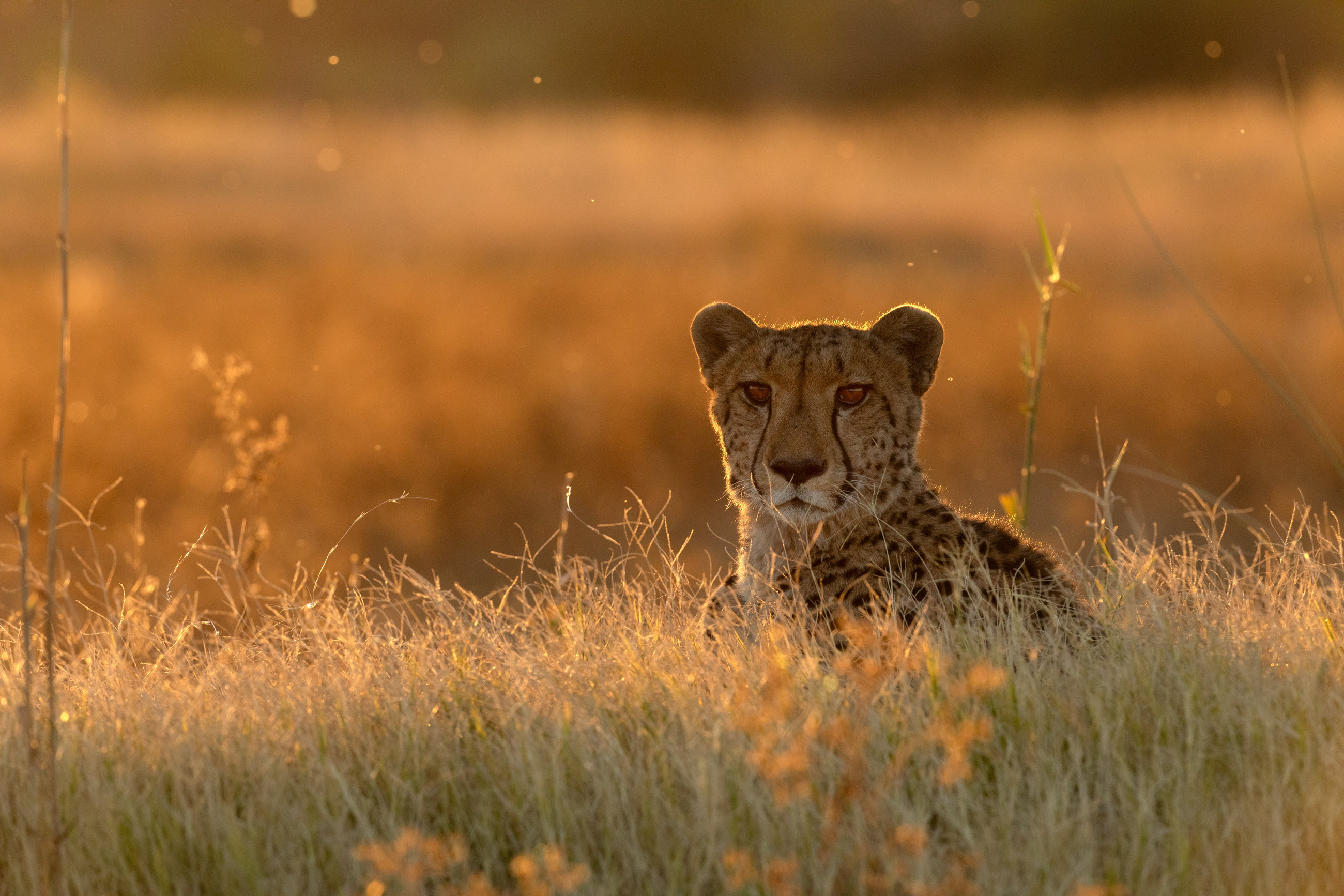 Botswana
