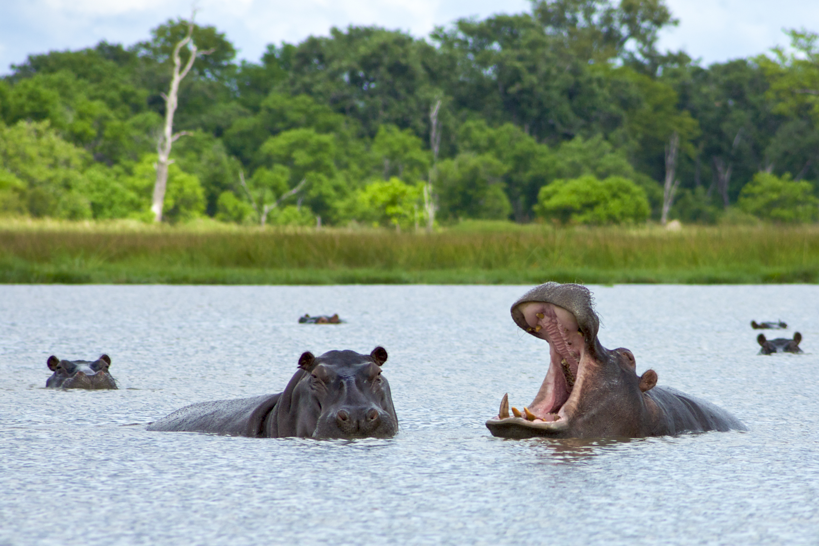 Okavango Delta