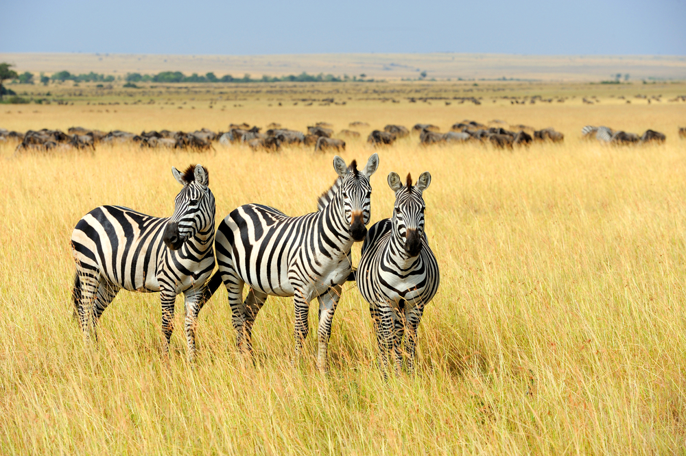 Kruger Nationalpark
