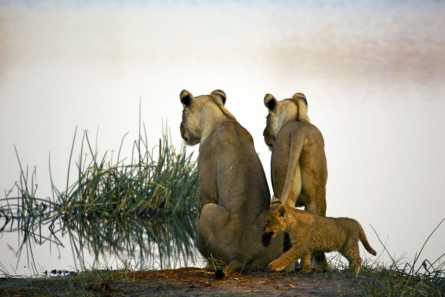 Zwei Löwinnen und ein Löwenjunges stehen am Ufer eines Wasserlochs im Okavango-Delta in Botswana.