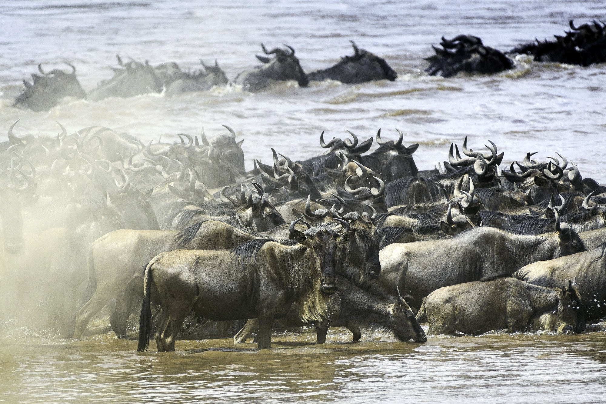 Tausende Gnus überqueren während der Großen Migration einen Fluss in der Masai Mara in Kenia.