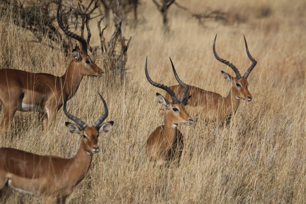 Impalas im hohen Savannengras des Meru Nationalparks in Kenia, einer vielfältigen Wildnislandschaft mit Flüssen, Palmenhainen und Buschland.