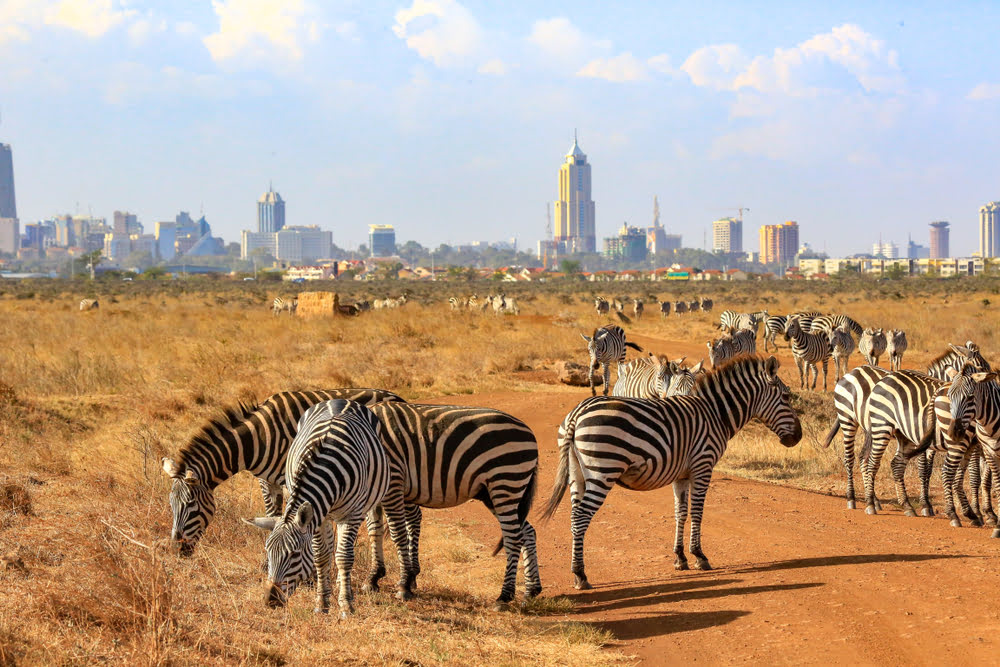 Zebras im Nairobi National Park mit der Skyline von Nairobi im Hintergrund – einzigartiger Kontrast zwischen afrikanischer Wildnis und moderner Großstadt.