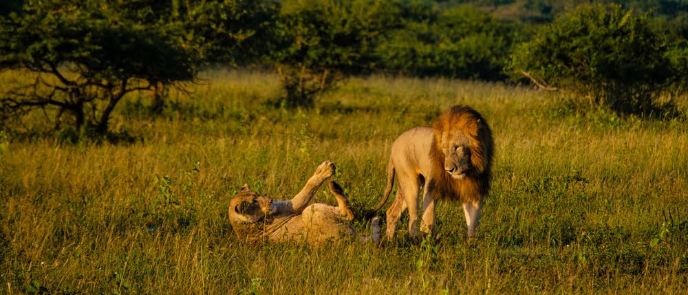 Löwenpaar in den Graslandschaften des Hluhluwe-iMfolozi Parks in KwaZulu-Natal, Südafrika.