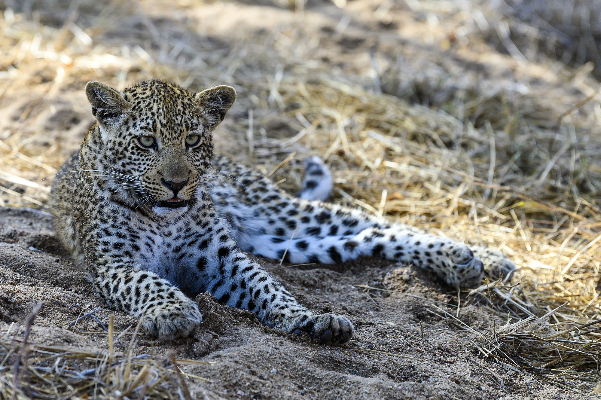 Junger Leopard ruht im Sand eines afrikanischen Wildreservats und blickt aufmerksam in die Umgebung.