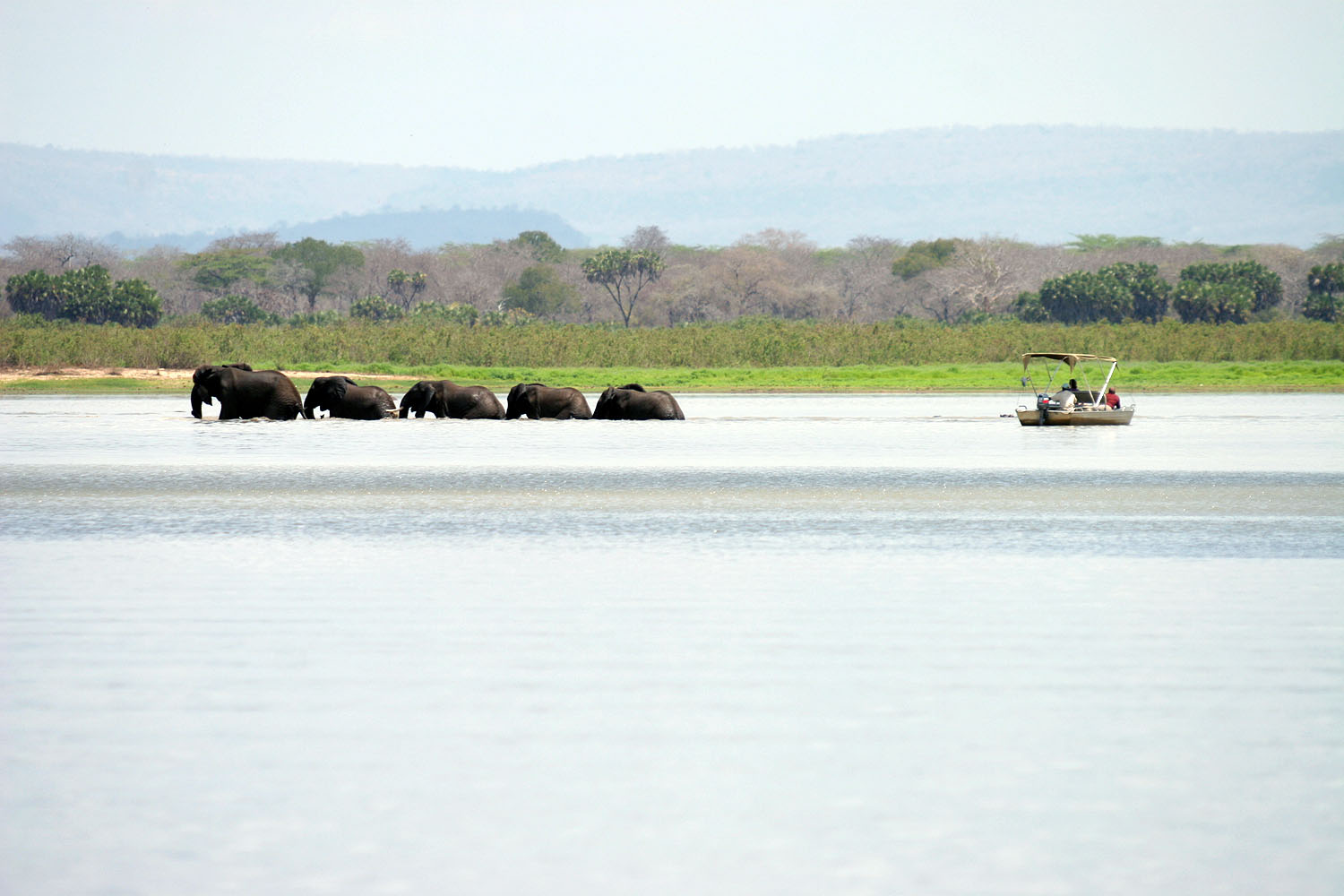Elefanten durchqueren den Rufiji-Fluss im Nyerere Nationalpark, während ein Safariboot die Tiere aus sicherer Entfernung beobachtet.