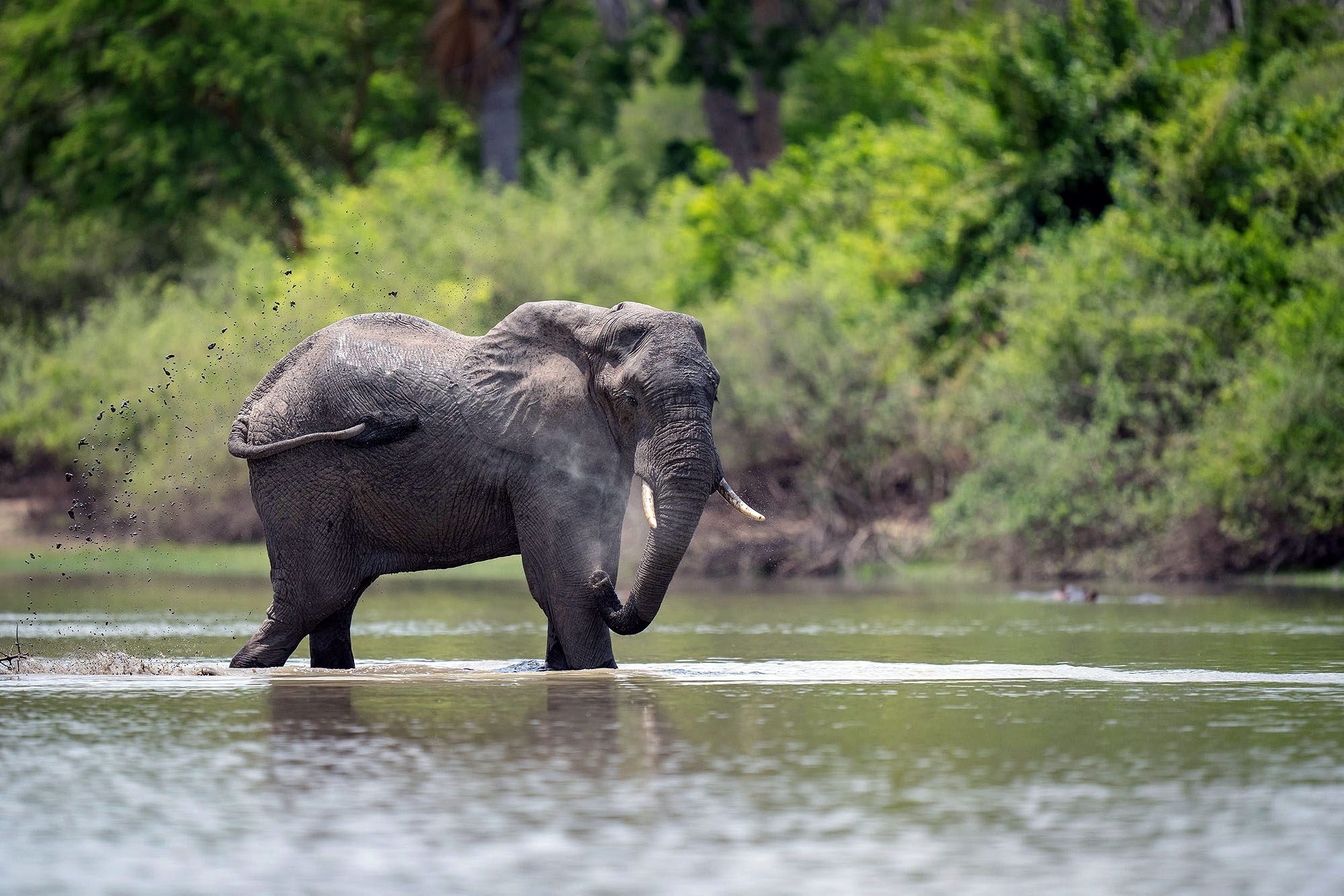 Afrikanischer Elefant durchquert einen Fluss im Nyerere Nationalpark in Tansania, umgeben von dichter Ufervegetation.