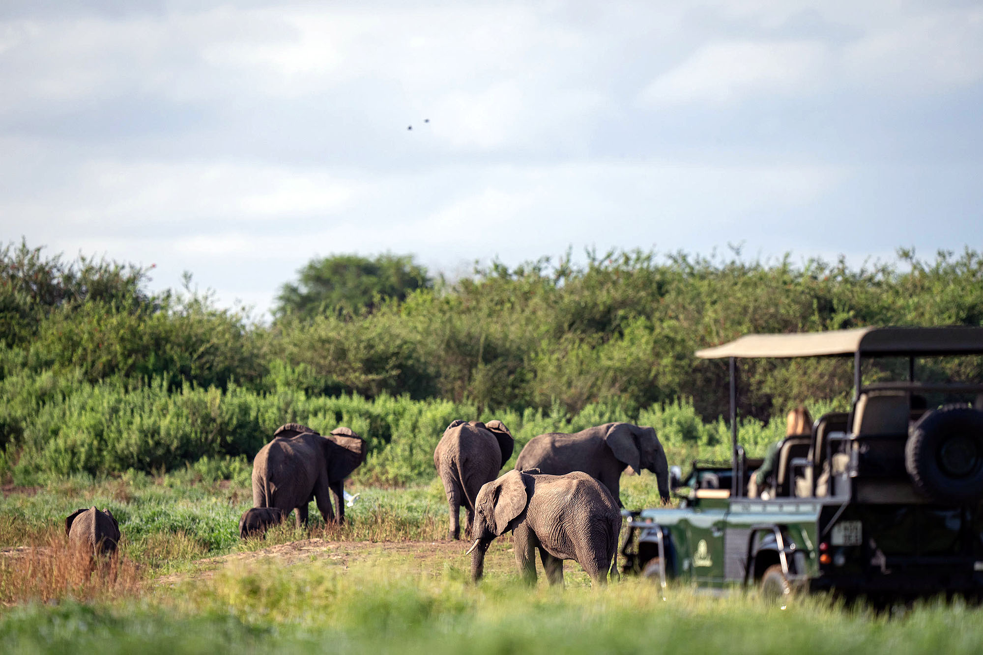 Safari-Fahrzeug beobachtet eine Elefantenherde im Nyerere Nationalpark in Tansania während einer Pirschfahrt durch die afrikanische Wildnis.