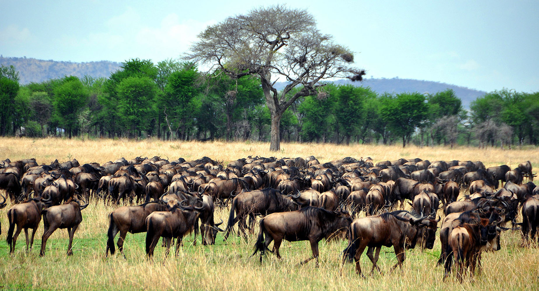 Große Herde von Gnus in den Graslandschaften der Serengeti während der jährlichen Migration in Tansania.