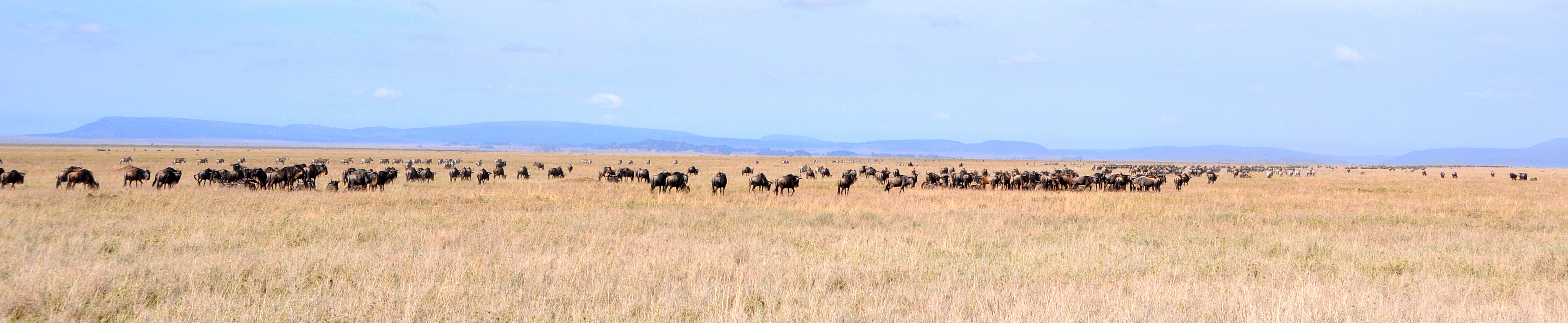 Weitläufige Gnuherde in der offenen Savanne der Serengeti während der jährlichen Tierwanderung in Tansania.