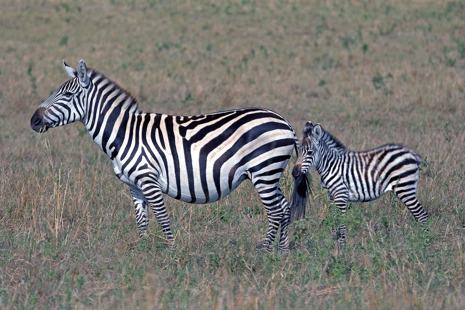 Zebra-Stute mit jungem Fohlen in der offenen Graslandschaft der Serengeti in Tansania.