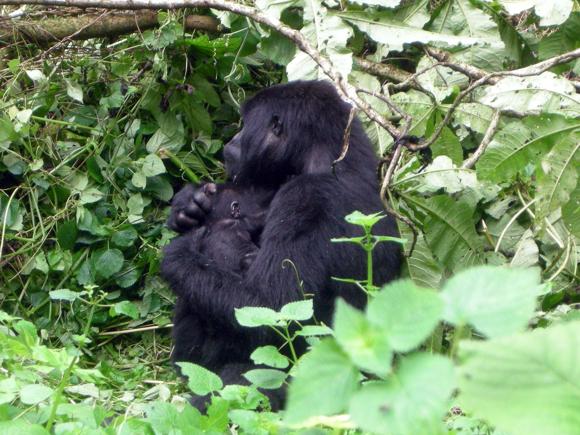 Berggorilla mit Jungtier im dichten Regenwald des Bwindi Impenetrable Nationalparks in Uganda.
