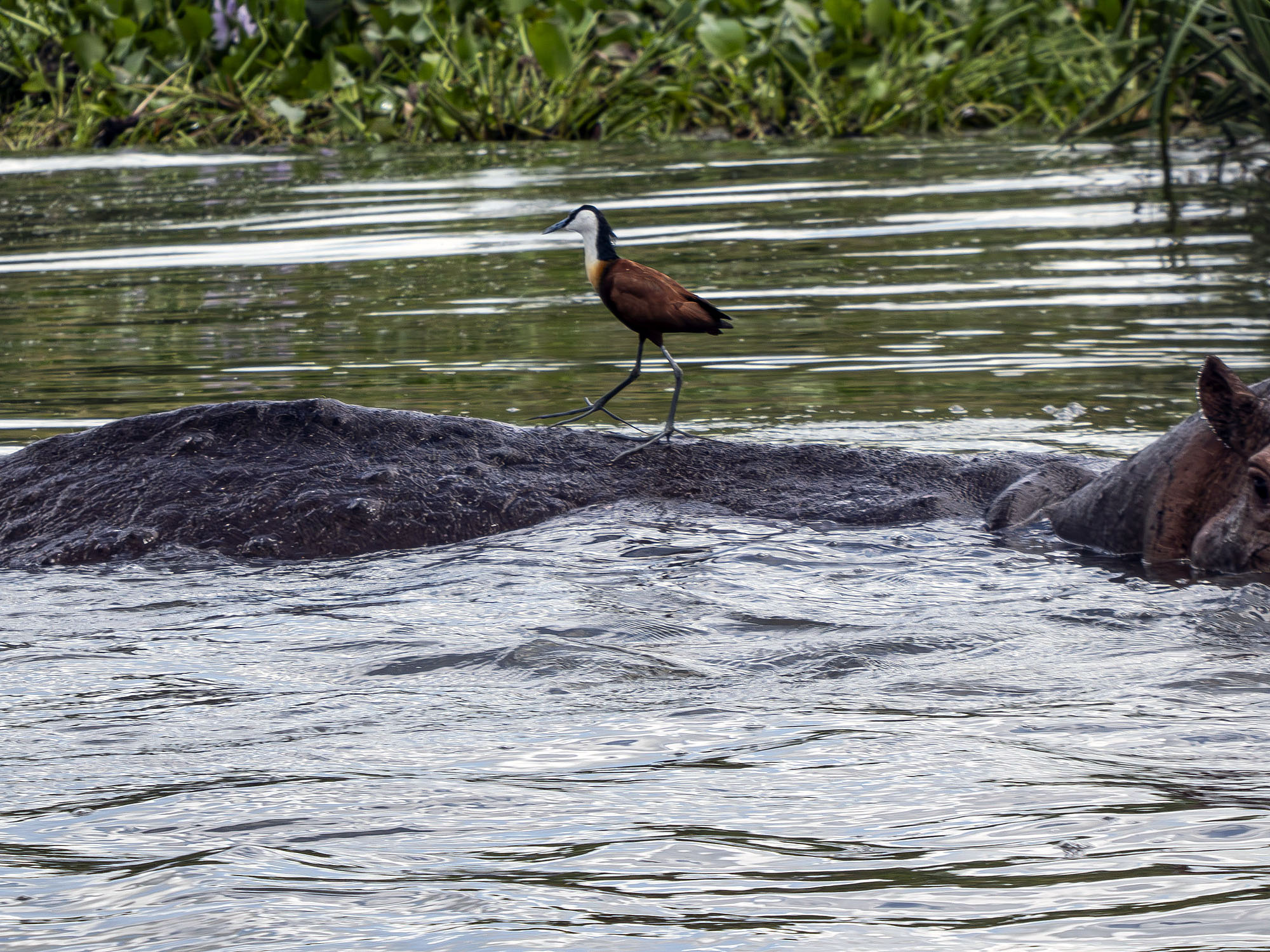 Afrikanischer Wasservogel auf dem Rücken eines Flusspferds im Kazinga-Kanal des Queen Elizabeth Nationalparks in Uganda.
