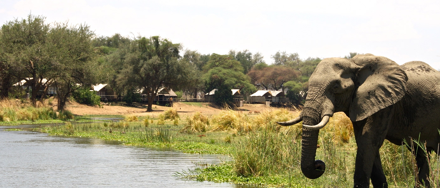 Afrikanischer Elefant am Ufer eines Flusses vor einer Safari-Lodge inmitten einer grünen Flusslandschaft.