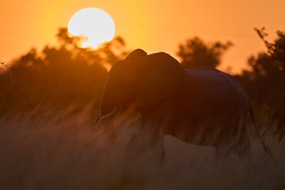 Elefant im goldenen Sonnenuntergang des Lower Zambezi National Parks in Sambia am Ufer des Sambesi.