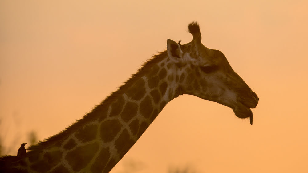 Giraffe im Abendlicht während einer Safari in Sambia, kombiniert mit einem Aufenthalt am Malawi-See.