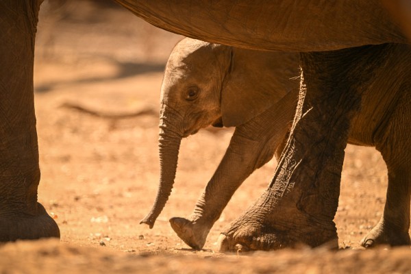 Abenteuer Botswana