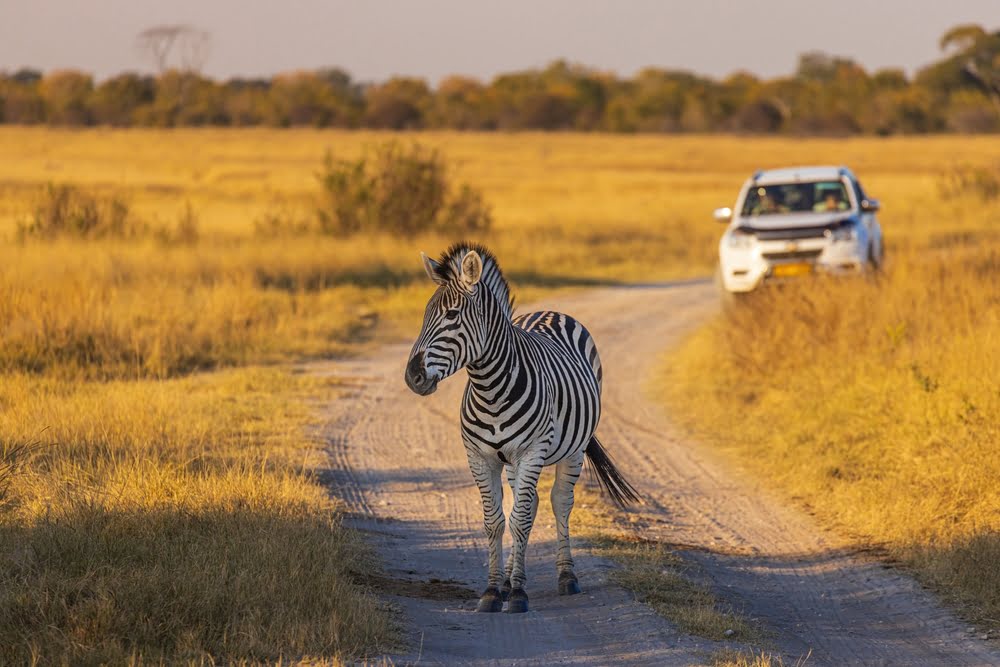 Zebra auf einer Safari-Piste im Hwange Nationalpark in Zimbabwe, beobachtet während einer Rundreise zu Victoria Falls und den Wildnisgebieten des Landes.